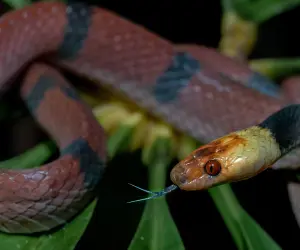 Snake during night walk
