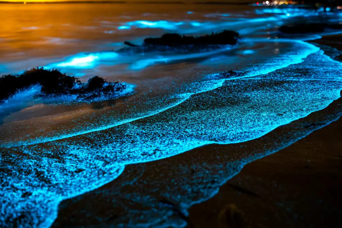 Bioluminescence kayaking experience in Golfo Dulce - Image 1