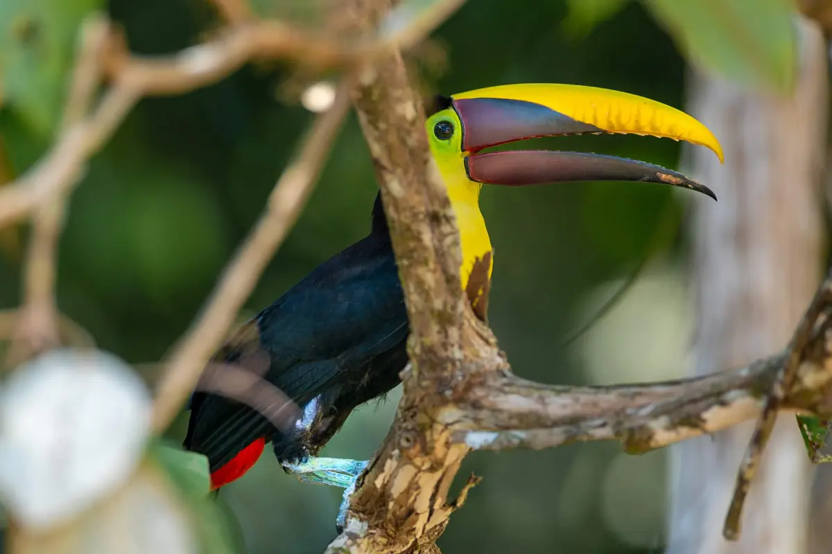 Birdwatching experience - Image 1