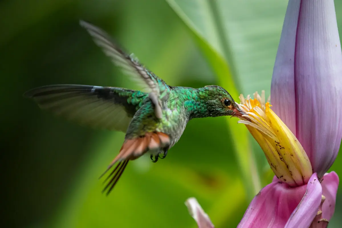 Birdwatching experience - Image 2