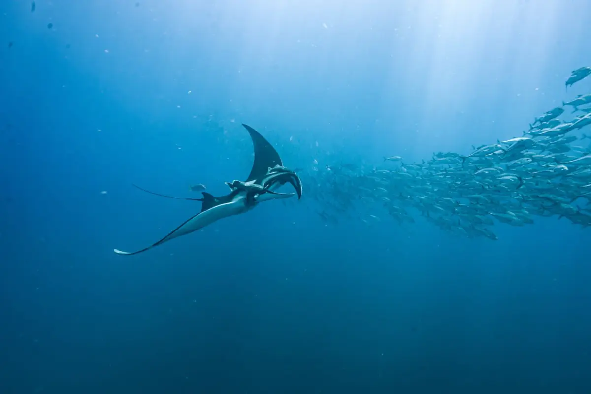 Snorkeling & diving at Caño Island - Image 2