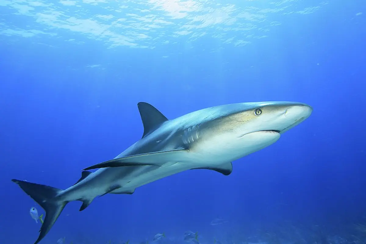 Snorkeling & diving at Caño Island - Image 3