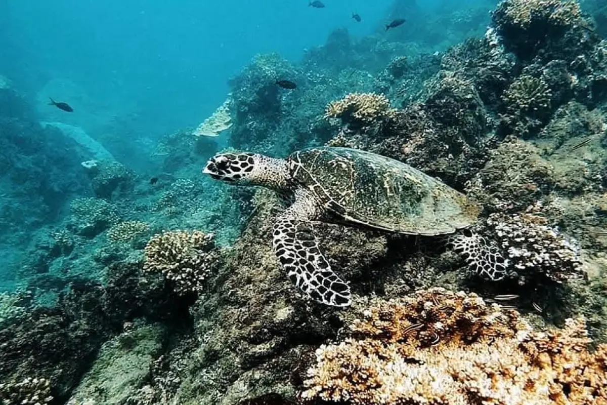 Snorkeling & diving at Caño Island - Image 4