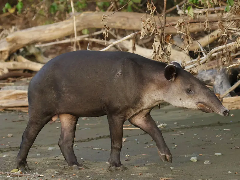 Corcovado National Park wildlife and scenery