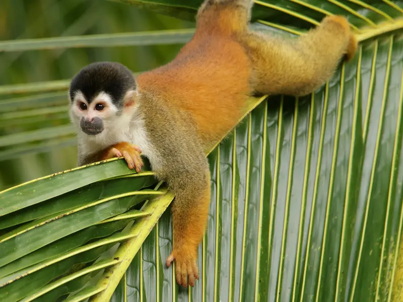 Corcovado National Park wildlife and scenery