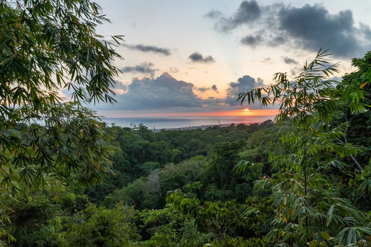 Day trip experience & support conservation efforts in Osa - Image 1