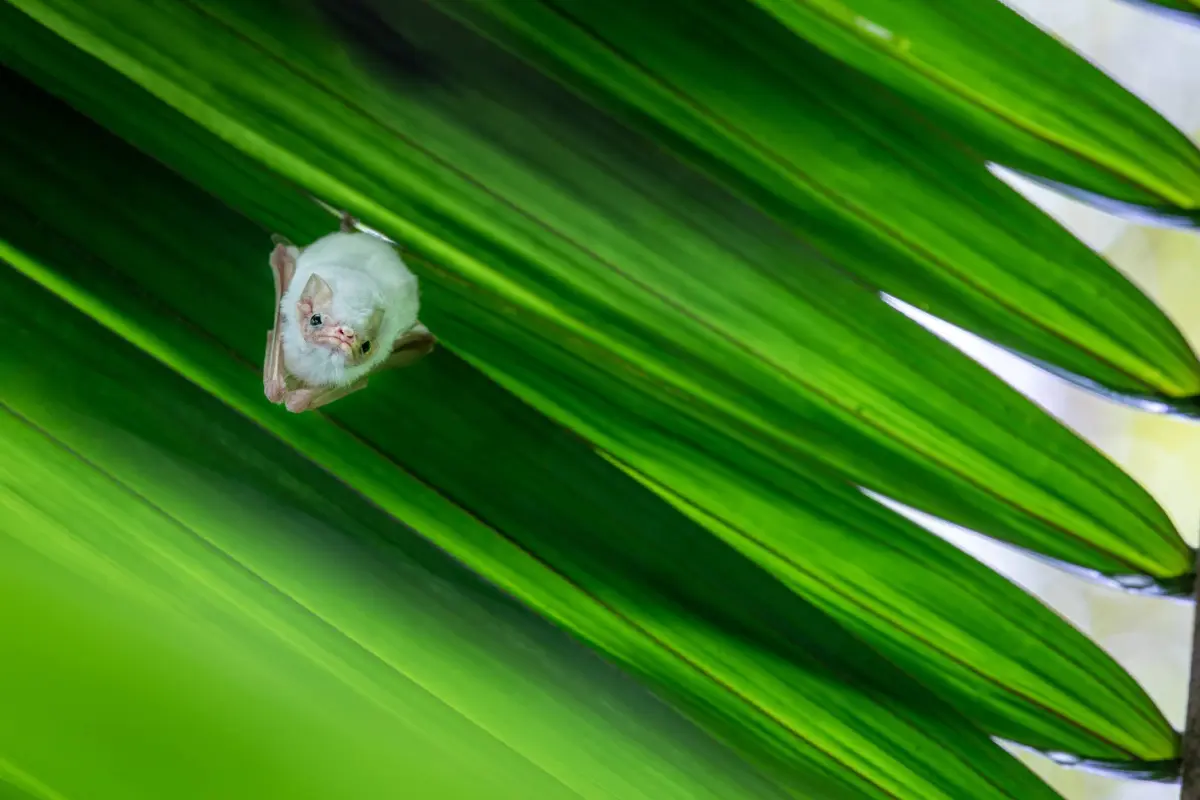 Day trip experience & support conservation efforts in Osa - Image 2