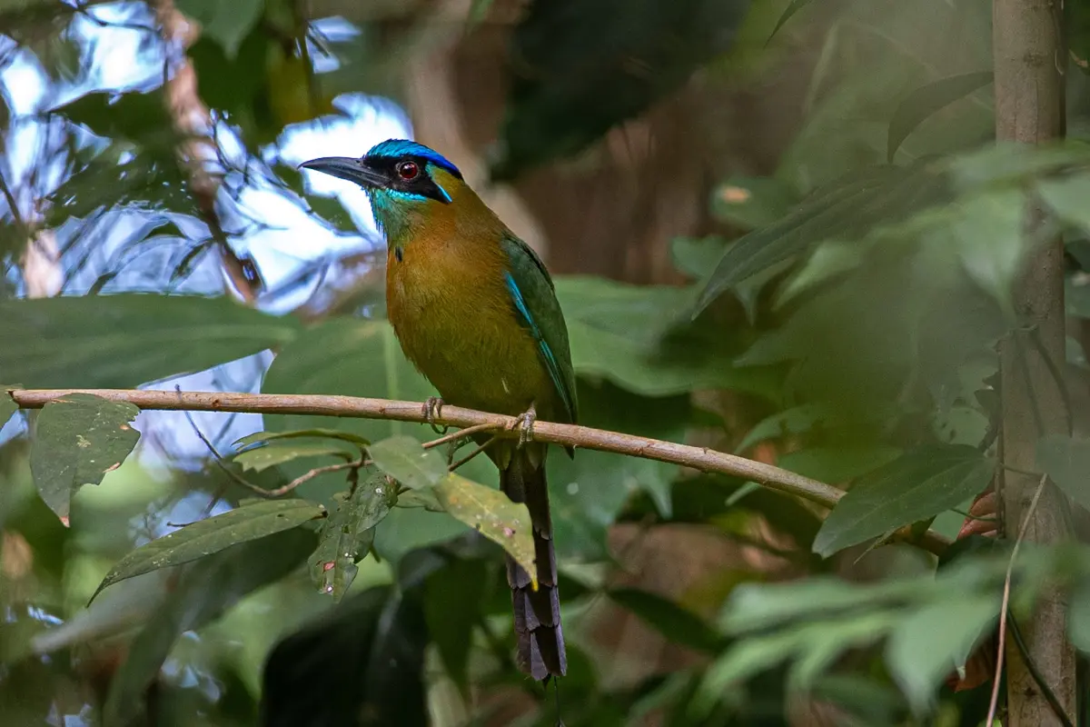 Day trip experience & support conservation efforts in Osa - Image 3