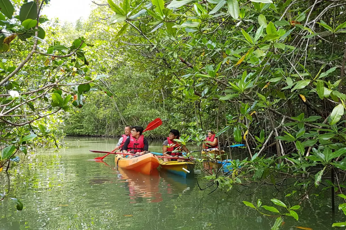 Mangroves & sunset kayaking in Golfo Dulce - Image 2
