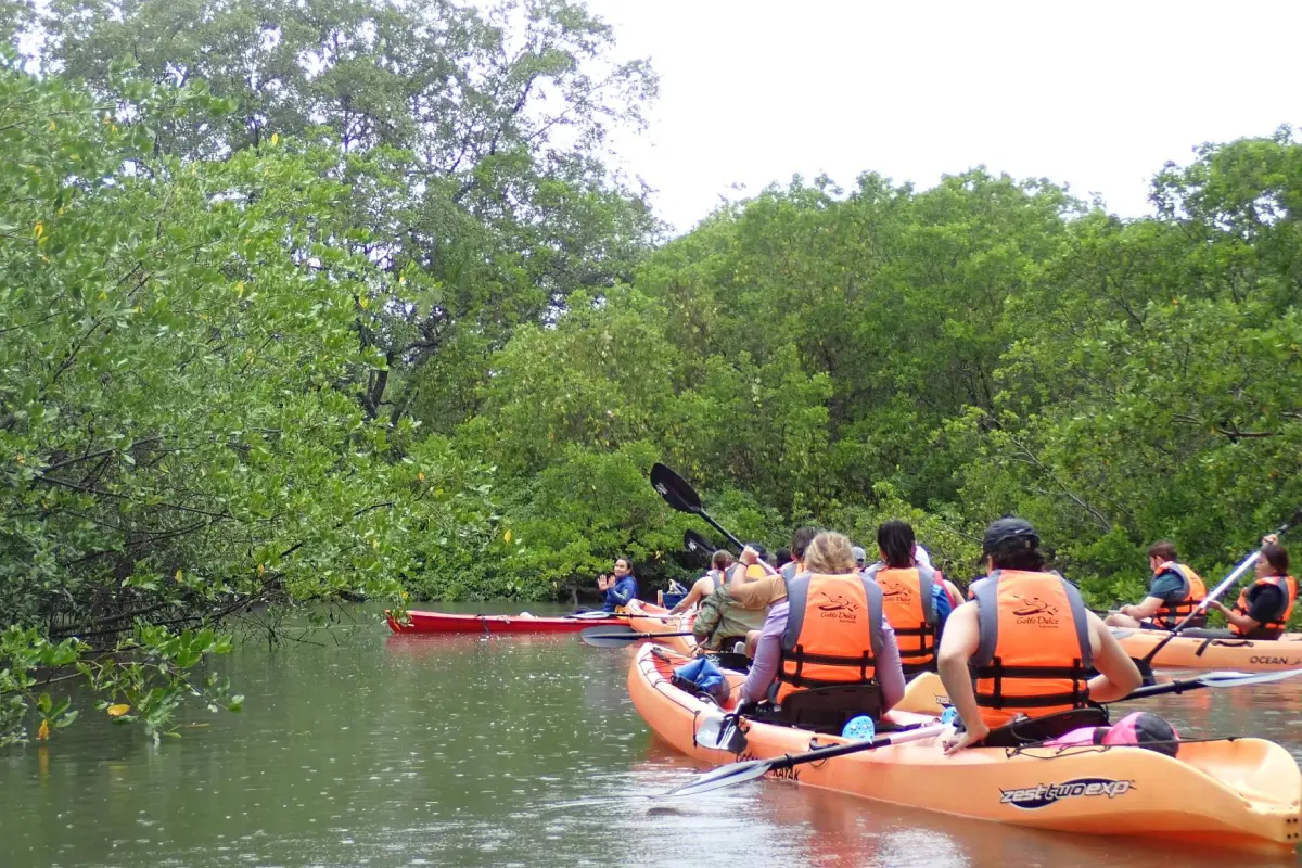 Mangroves & sunset kayaking in Golfo Dulce - Image 3