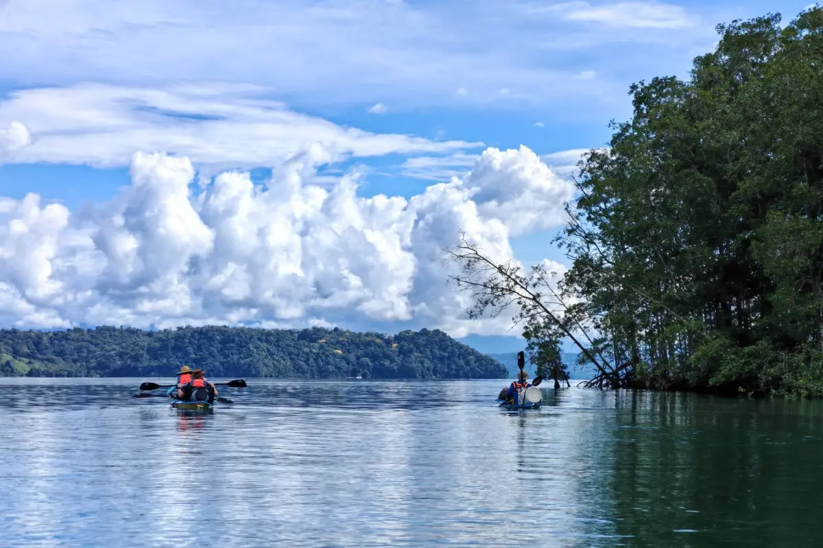 Mangroves & sunset kayaking in Golfo Dulce - Image 4