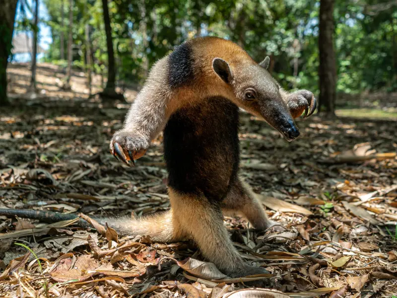 Scenic view of Matapalo during the half-day hike