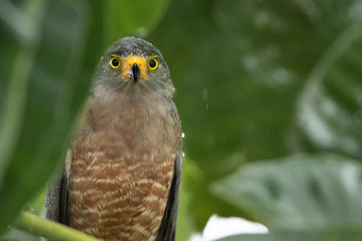 Half-day experience in Matapalo - Image 2