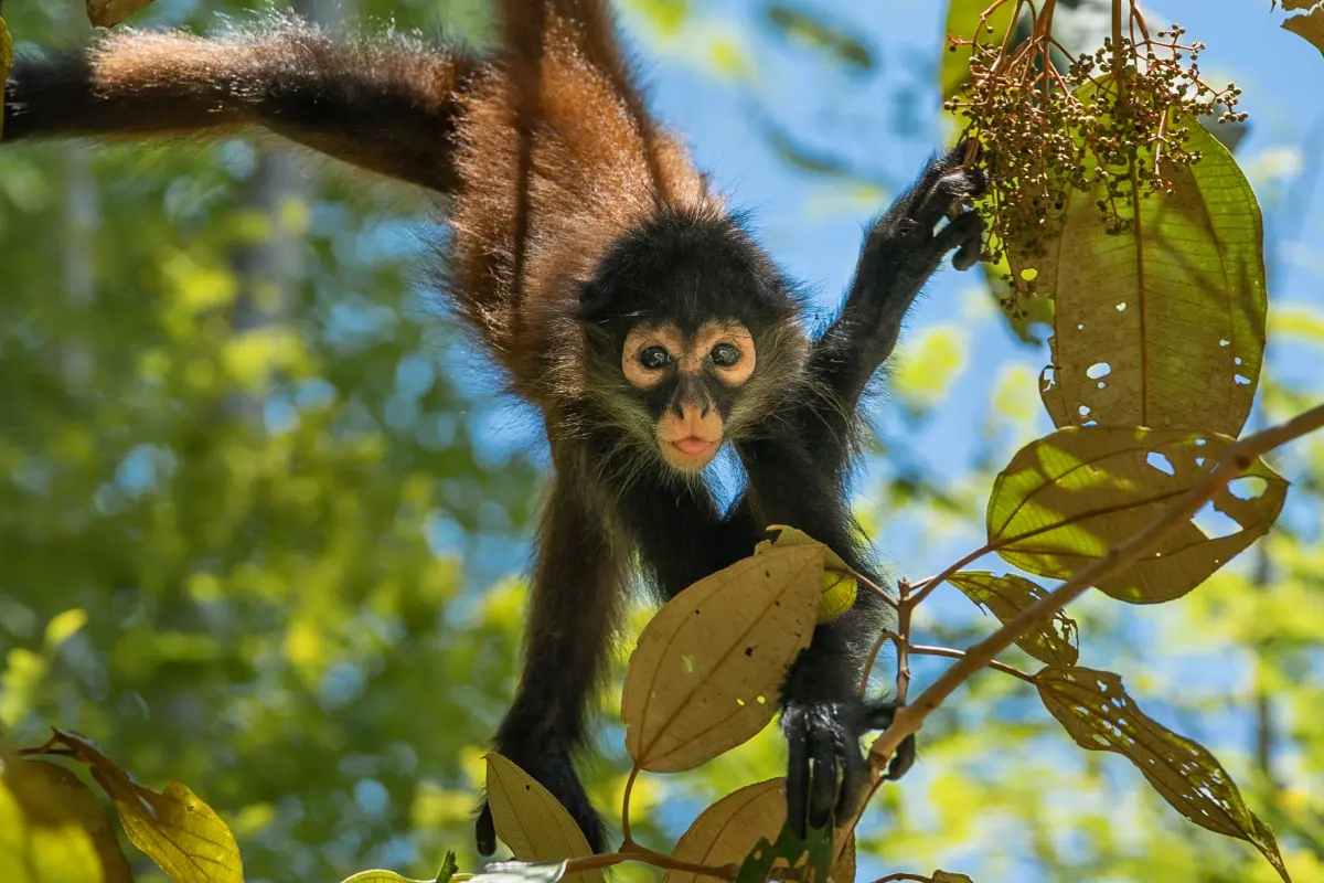 Half-day experience in Matapalo - Image 3