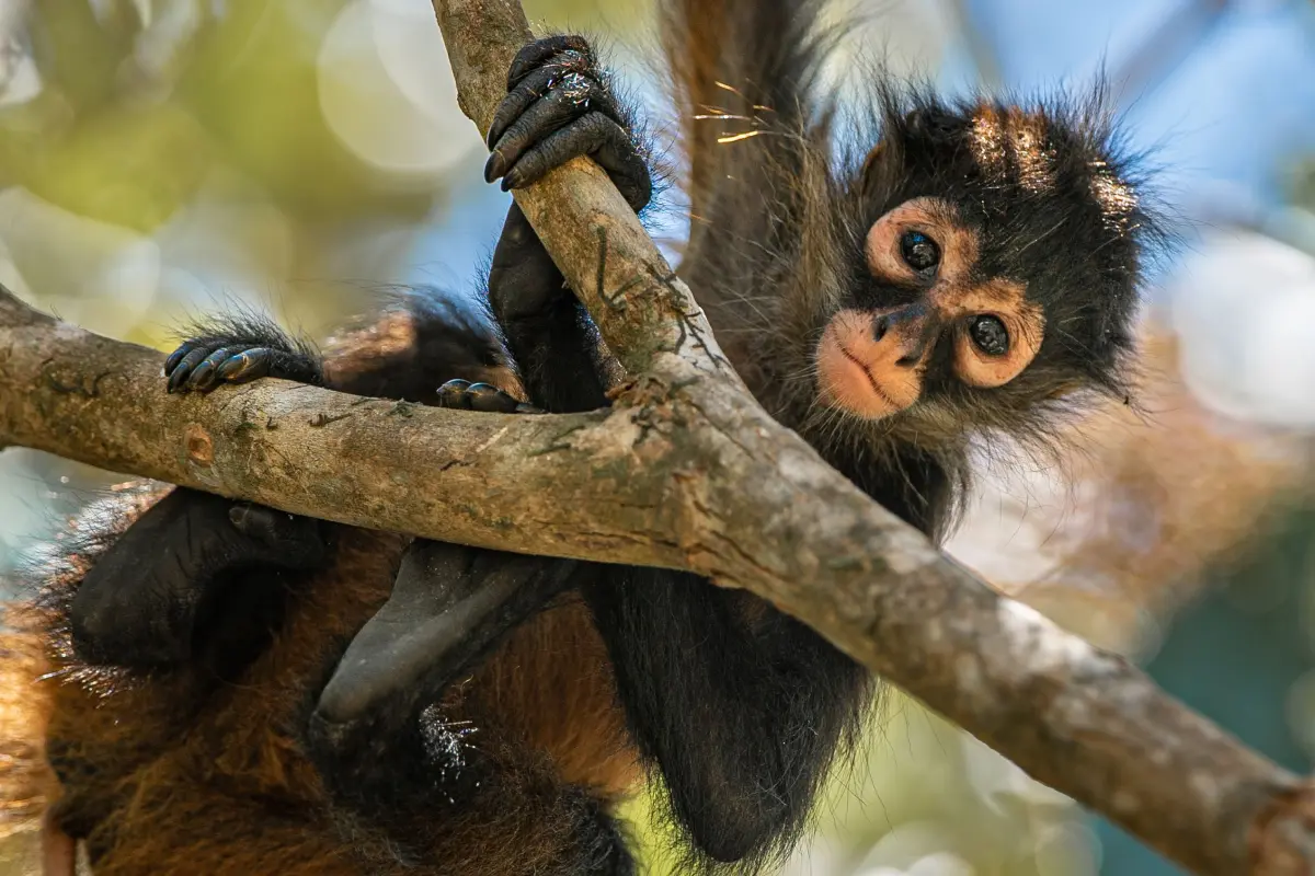 Half-day experience in Matapalo - Image 4