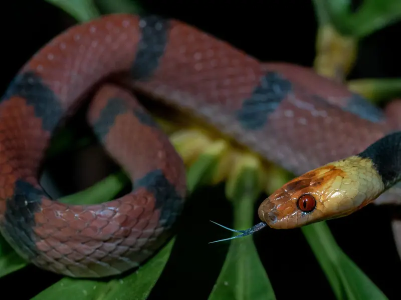 Guide leading a night hike through the Osa Peninsula rainforest