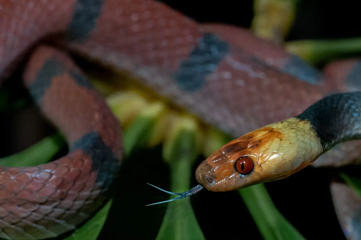 Night hike exploration - Image 1