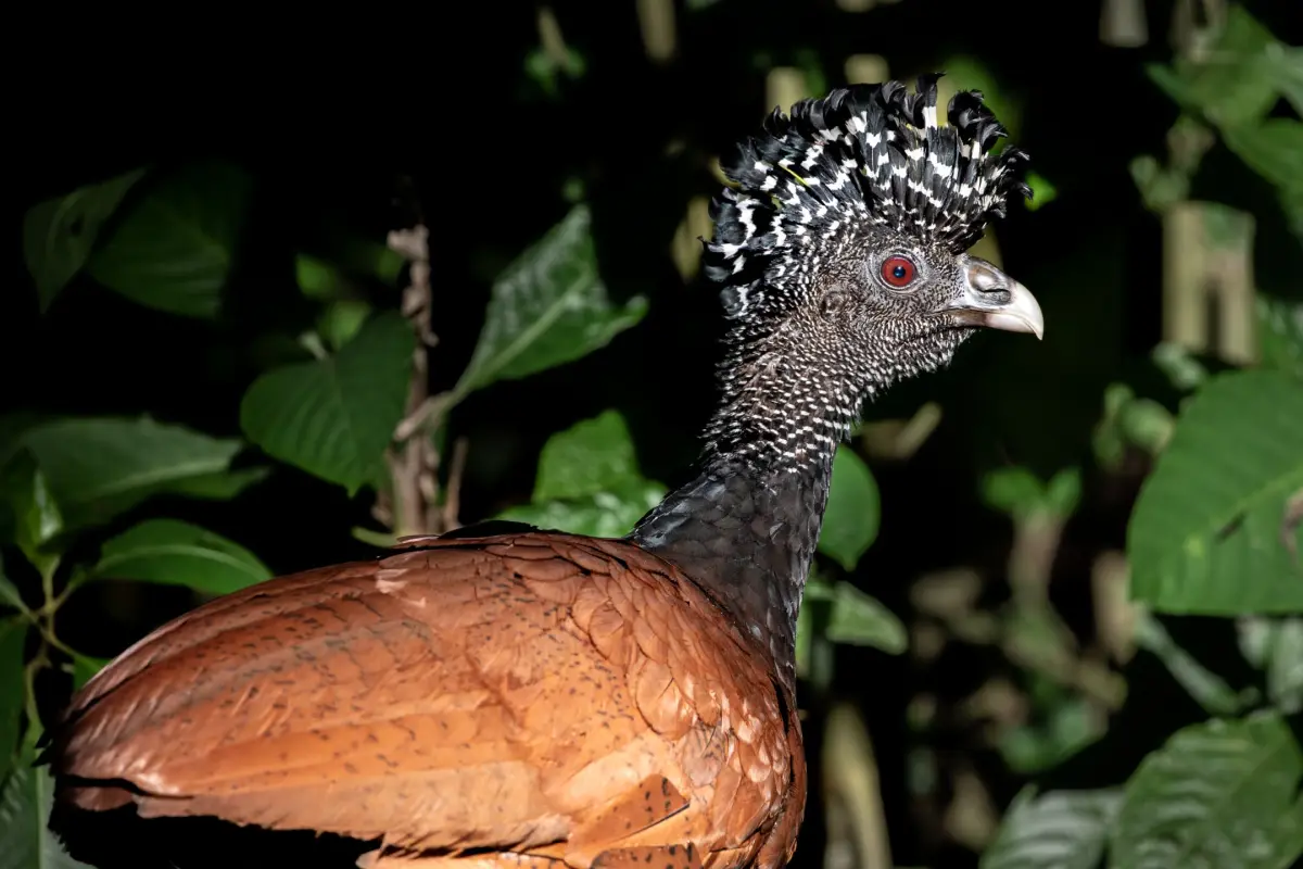 Night hike exploration - Image 2