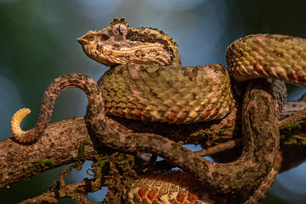 Night hike exploration - Image 4