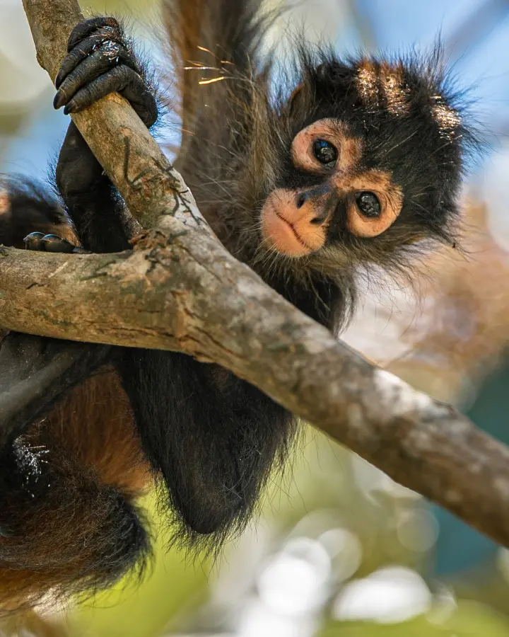 Corcovado National Park Wildlife