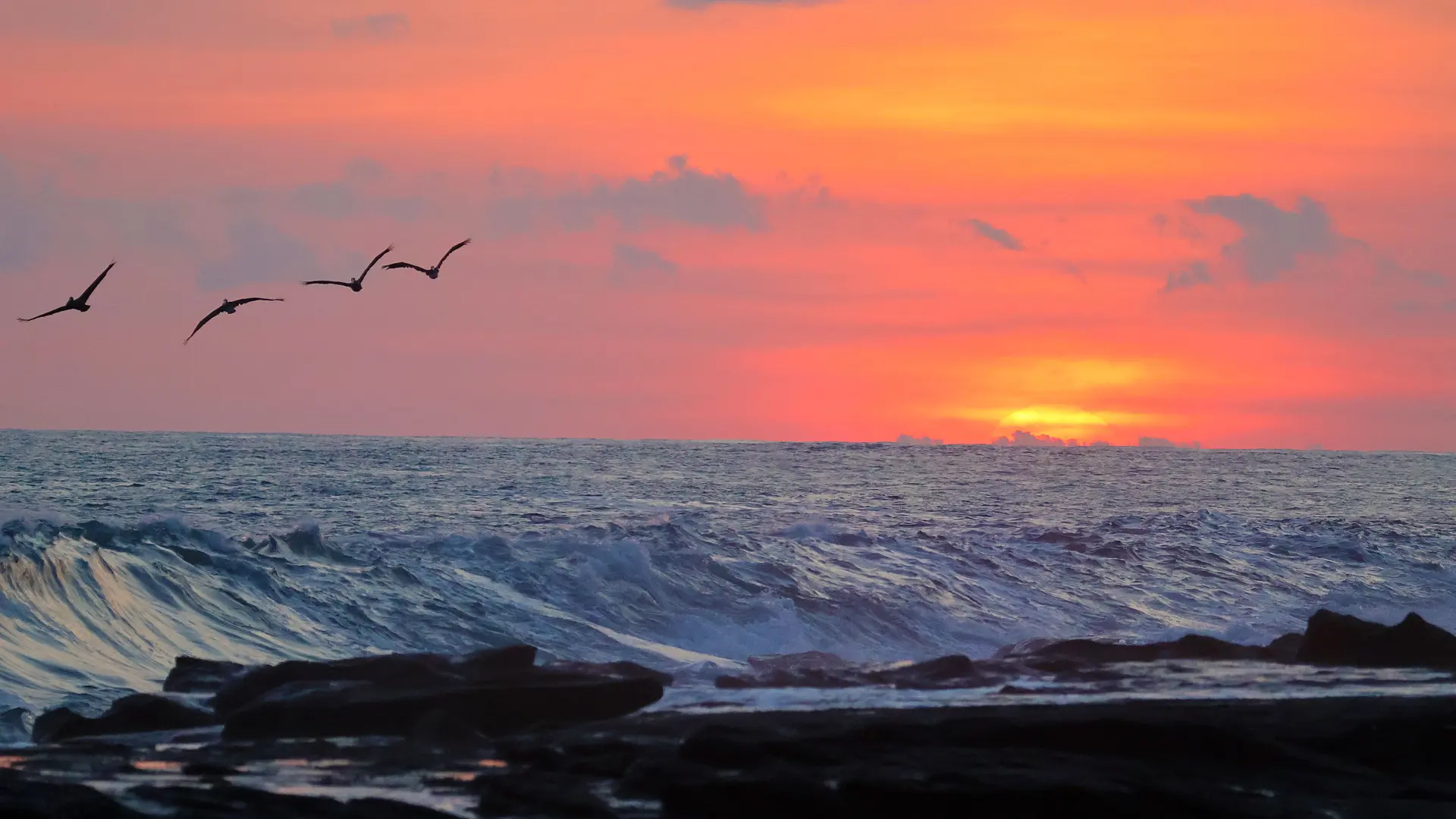 Corcovado National Park Wildlife